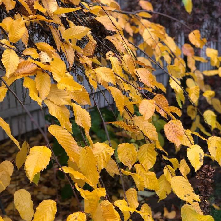 Carpinus betulus Pendula (standard) 4
