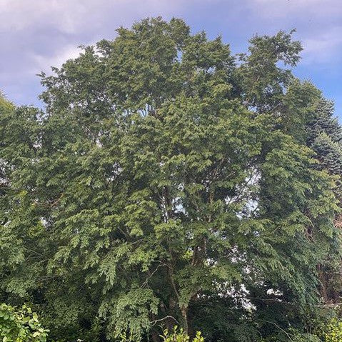 Carpinus laxiflora 1