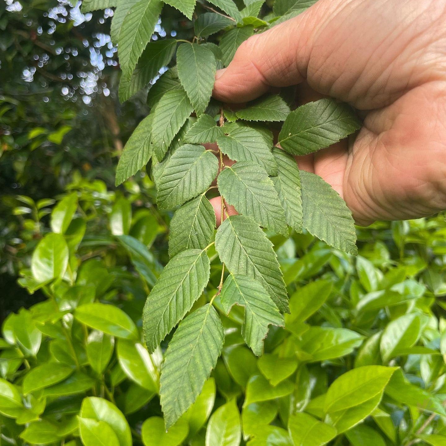 Carpinus laxiflora 2