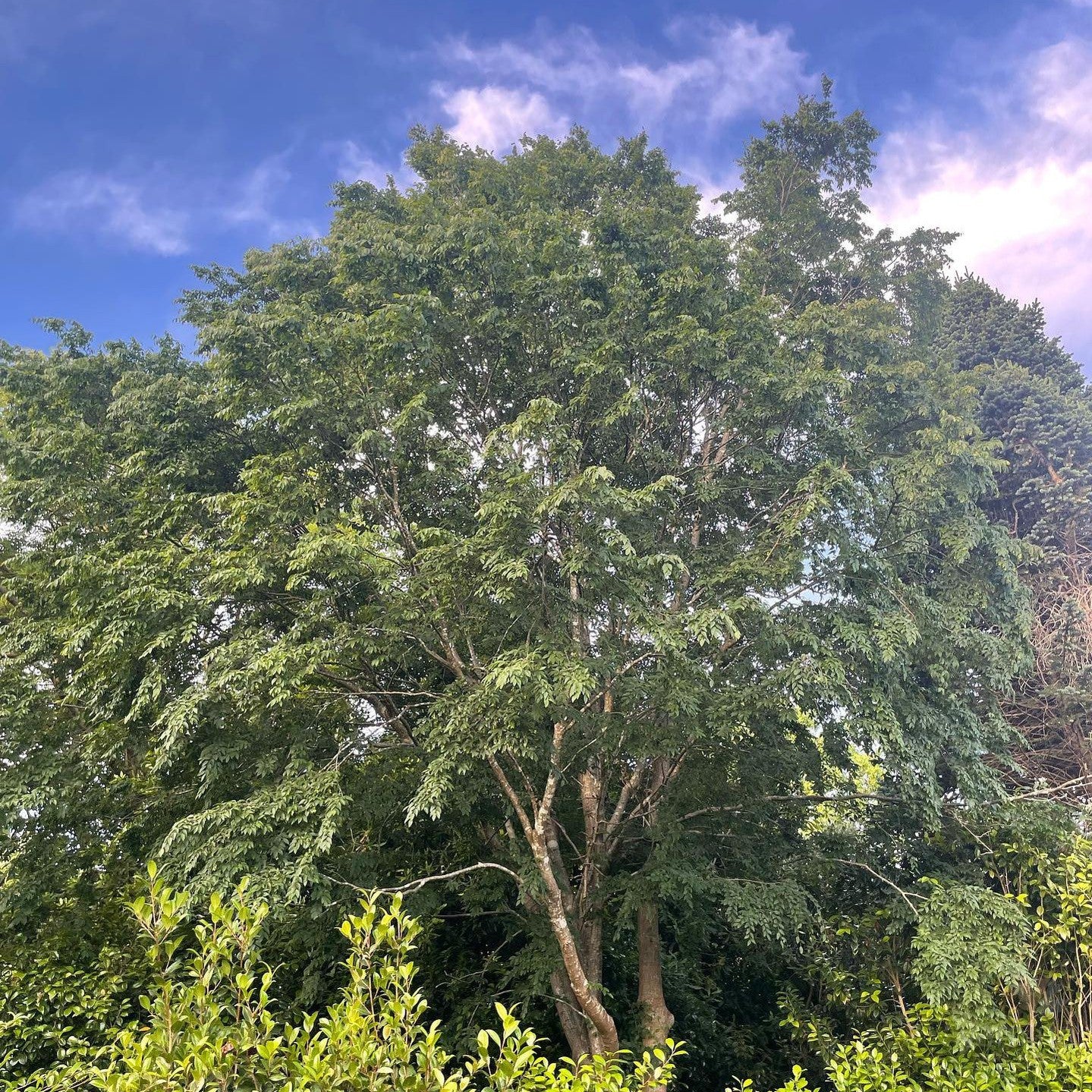 Carpinus laxiflora 3