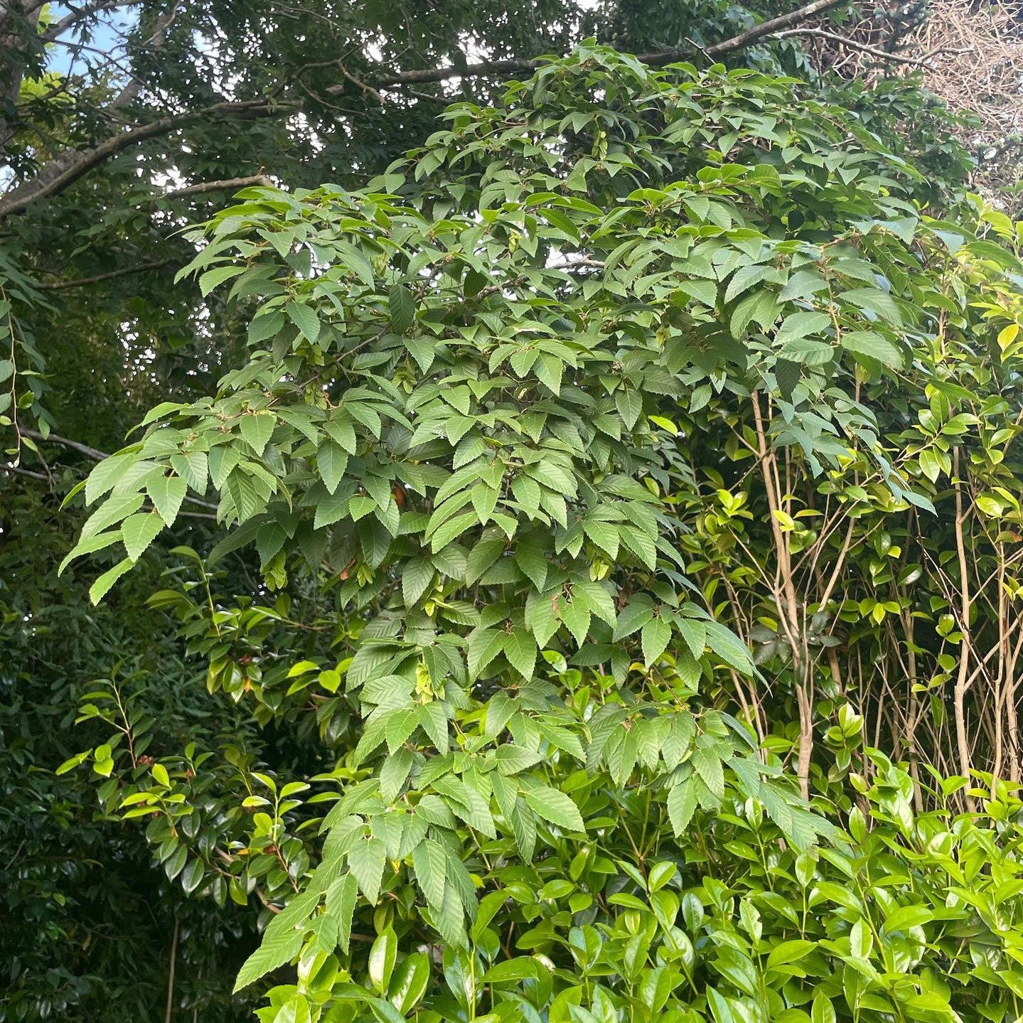 Carpinus laxiflora 4