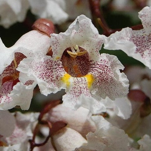 Catalpa x erubescens Purpurea 1