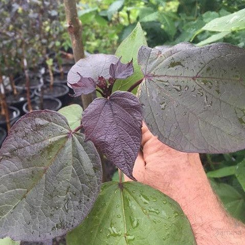 Catalpa x erubescens Purpurea 3