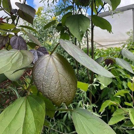 Catalpa x erubescens Purpurea 4