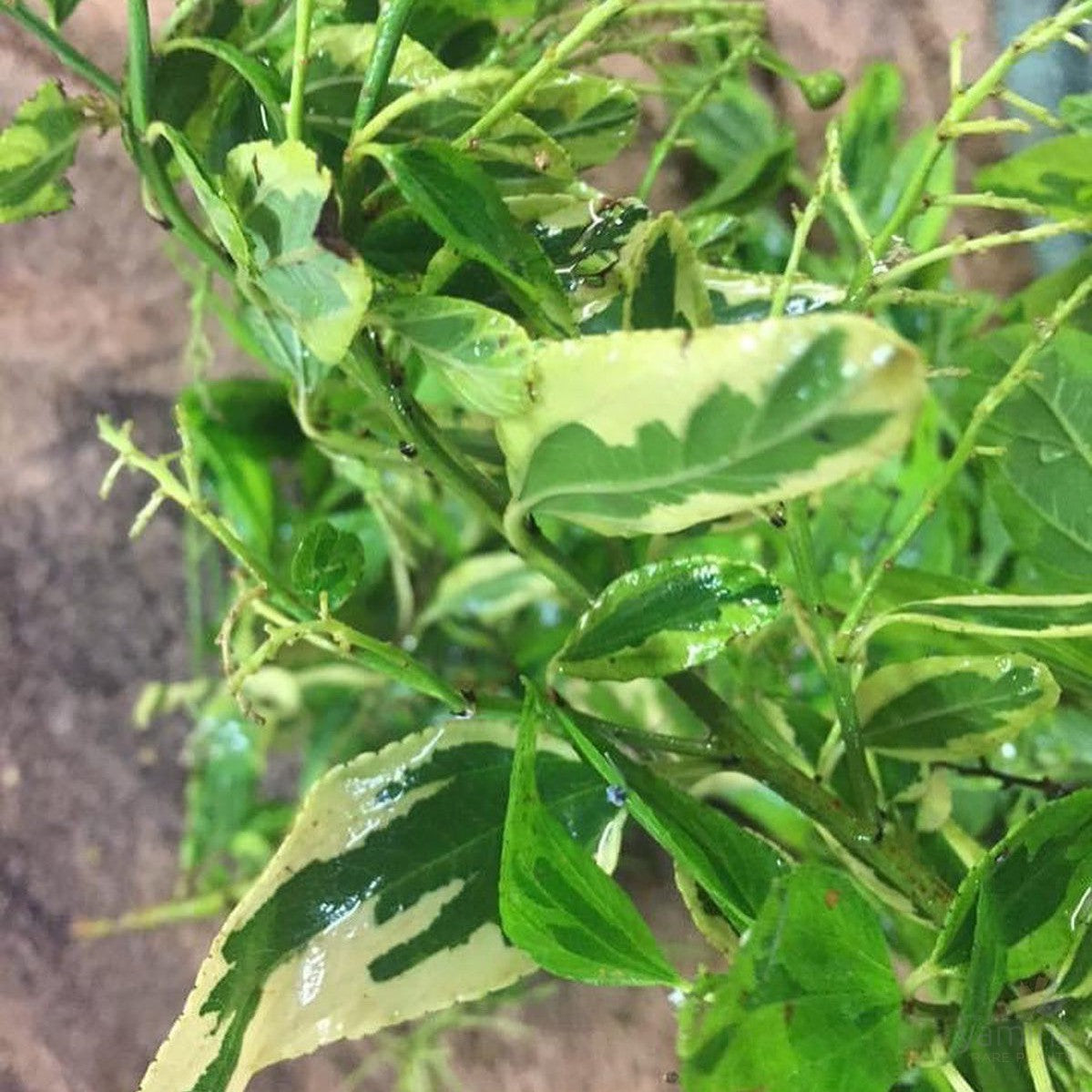 Ceanothus Pershore Zanzibar 2