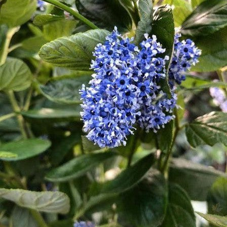 Ceanothus arboreus Trewithen Blue 1