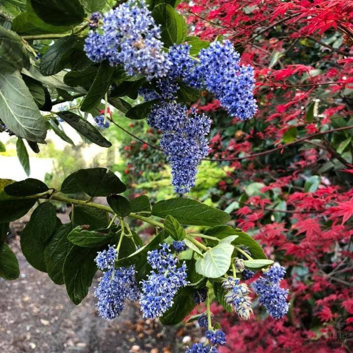 Ceanothus arboreus Trewithen Blue 2