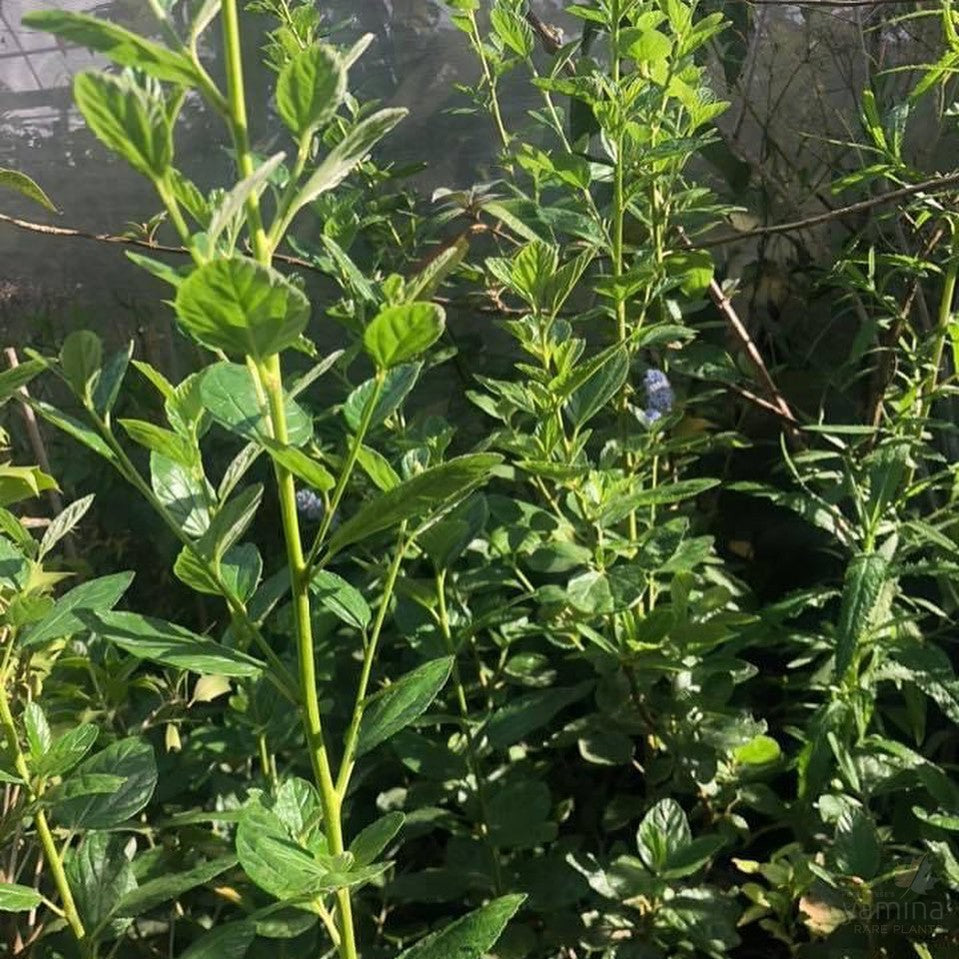 Ceanothus arboreus Trewithen Blue 3