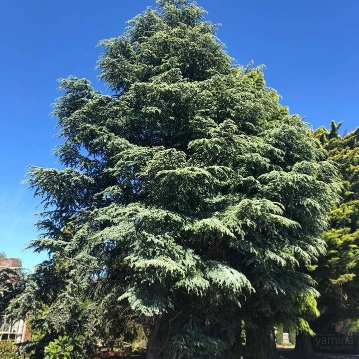 Cedrus atlantica Aurea 1