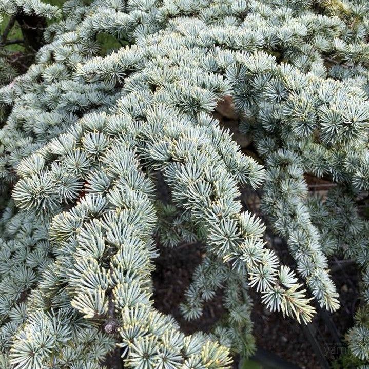 Cedrus atlantica Aurea 2