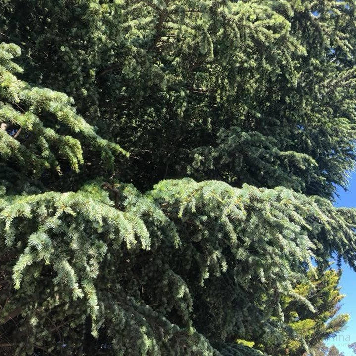 Cedrus atlantica Aurea 3