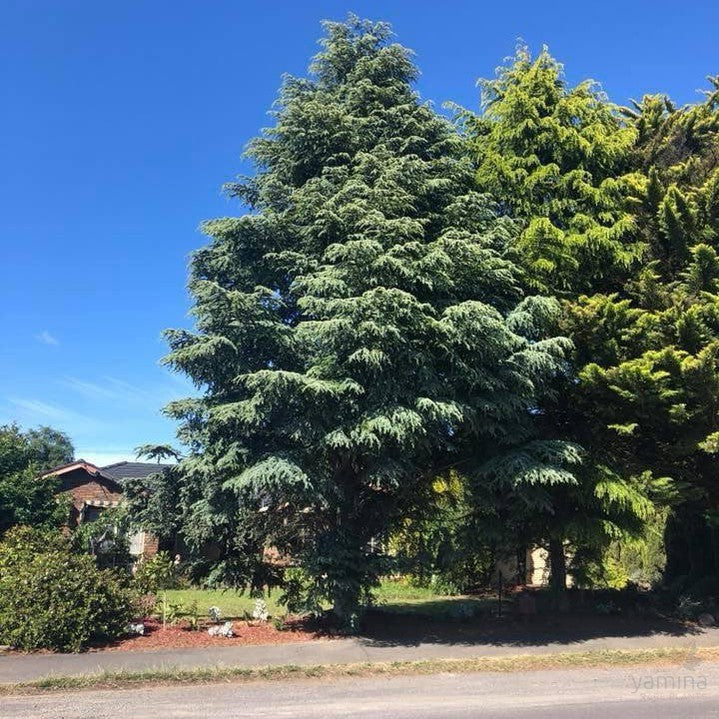 Cedrus atlantica Aurea 4