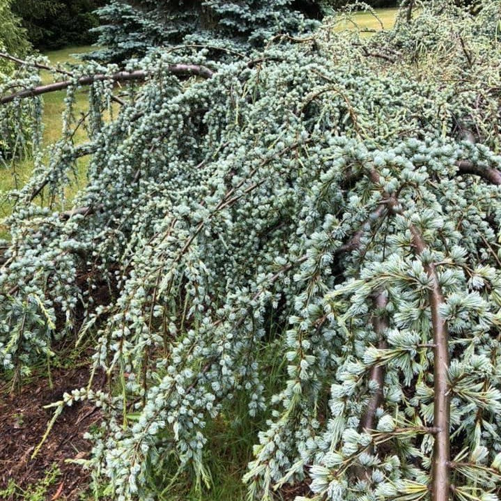 Cedrus atlantica Glauca Pendula 1