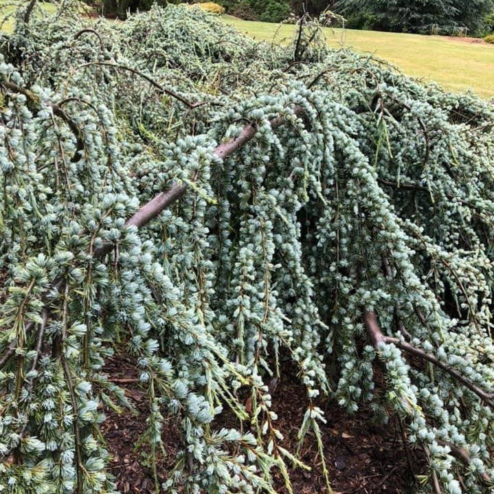 Cedrus atlantica Glauca Pendula 2