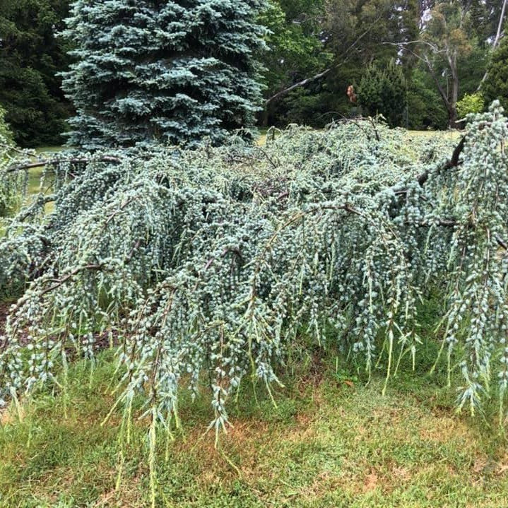 Cedrus atlantica Glauca Pendula 3