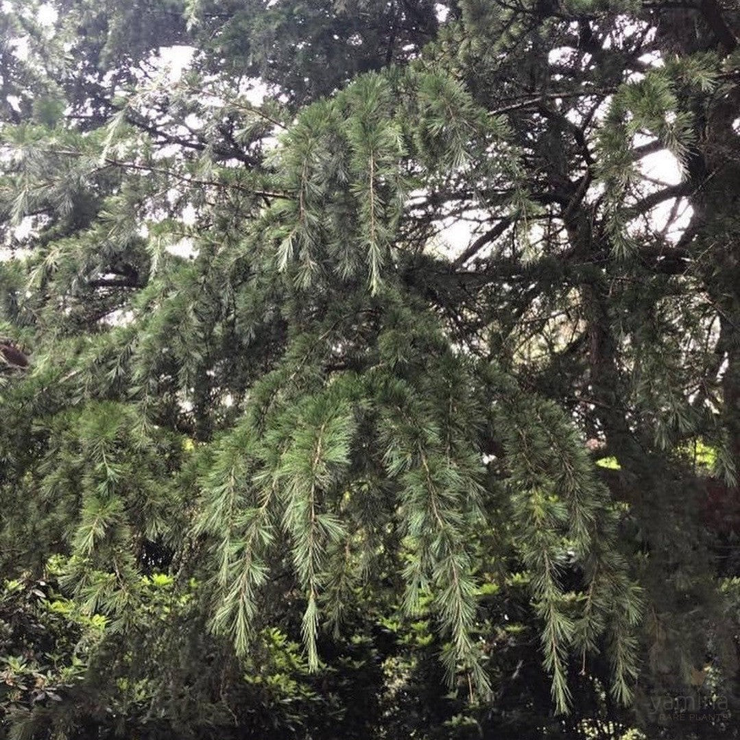 Cedrus deodara 1