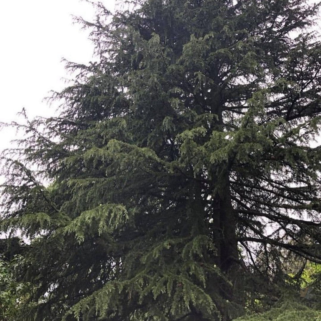 Cedrus deodara 3