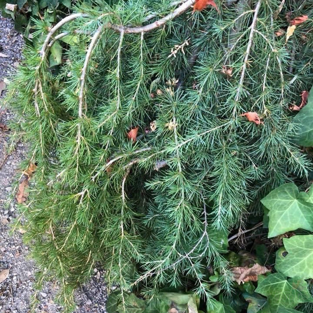Cedrus deodara Pendula 1