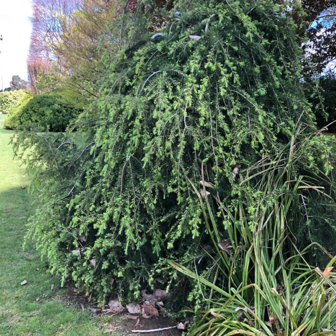 Cedrus deodara Pendula 2