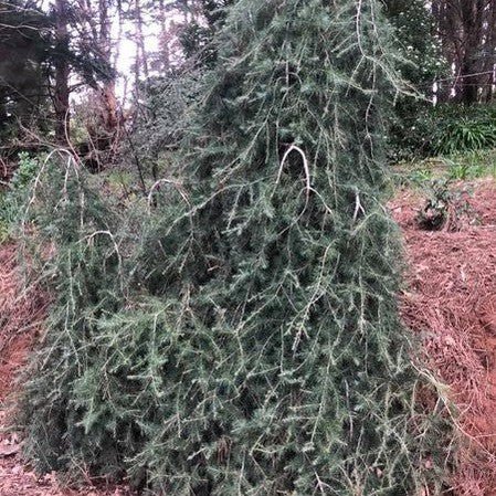 Cedrus deodara Pendula 3