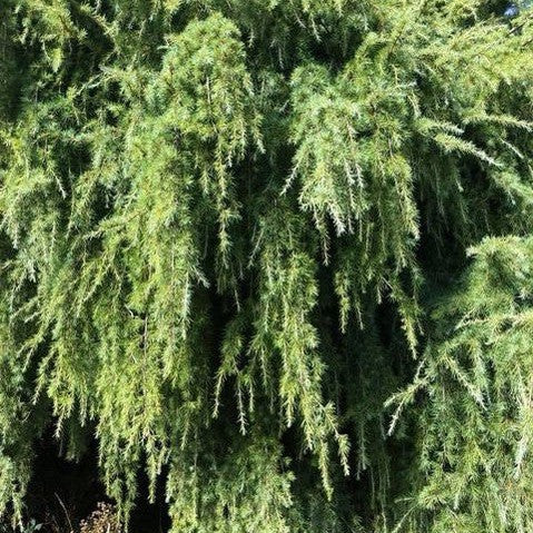 Cedrus deodara Scott 1