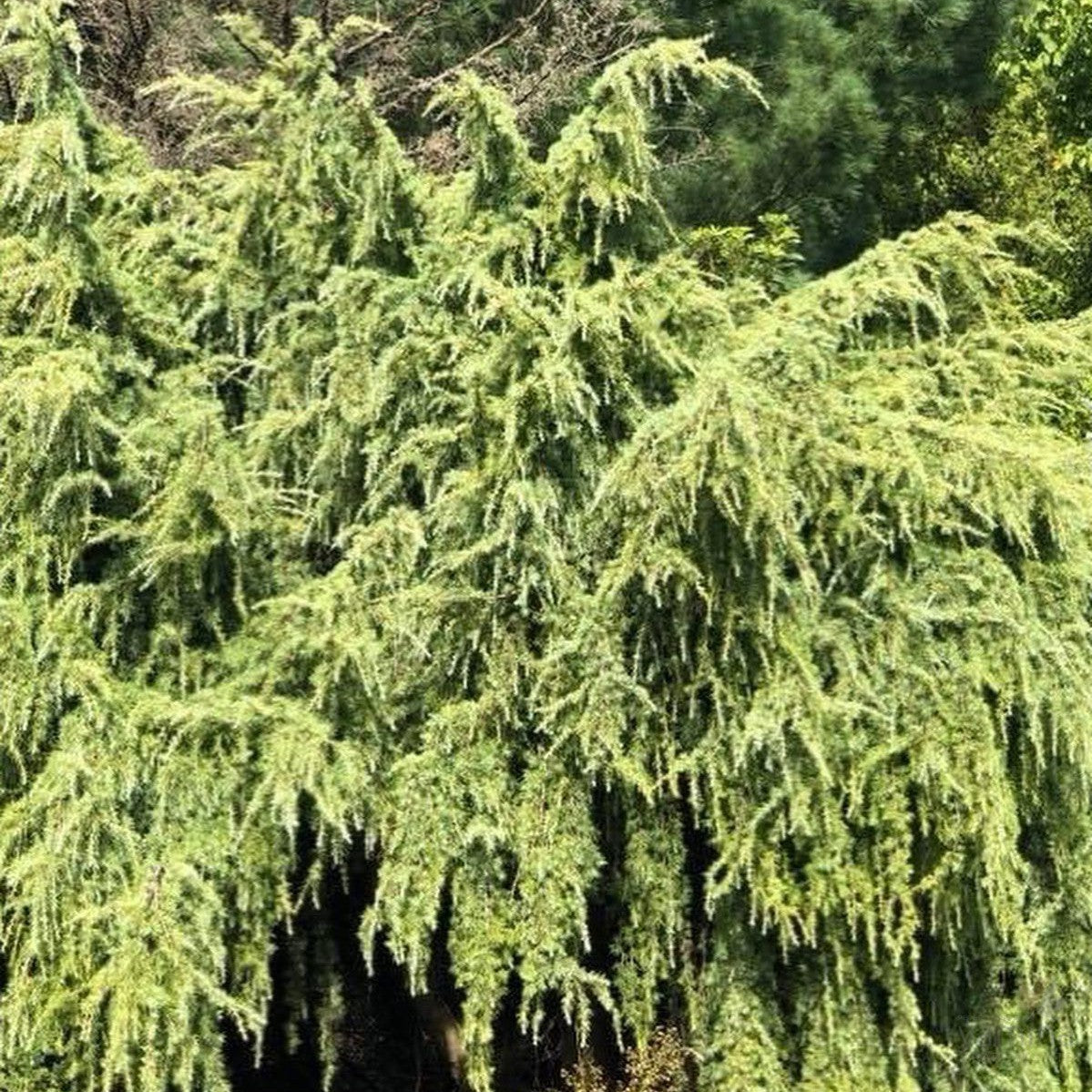 Cedrus deodara Scott 2