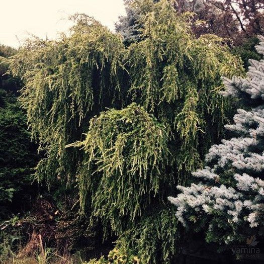 Cedrus deodara Scott 3