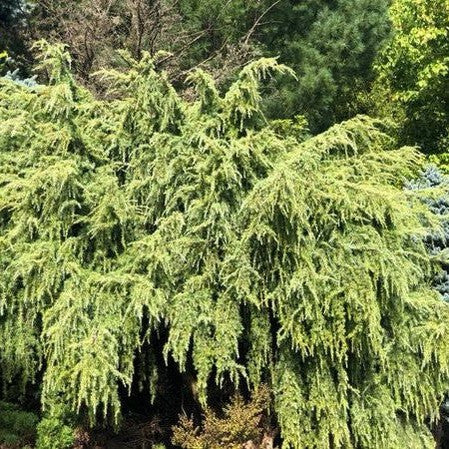 Cedrus deodara Scott 4