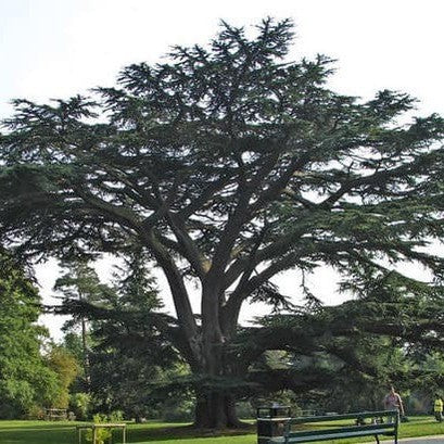 Cedrus libani (Cedar of Lebanon) 1