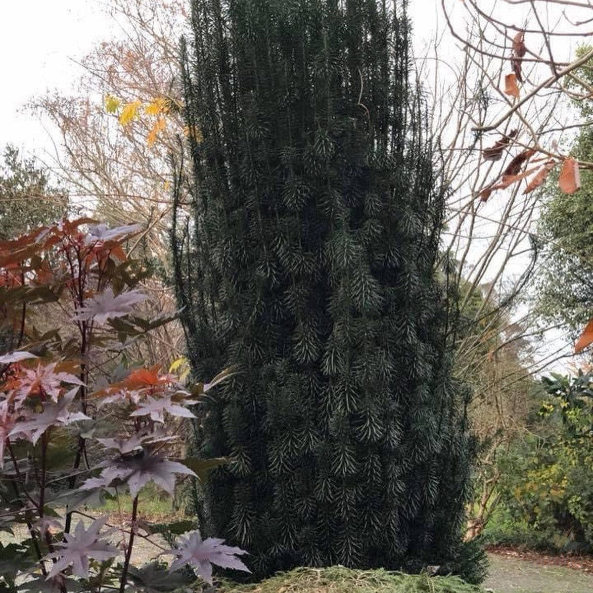 Cephalotaxus harringtonia Fastigiata 1