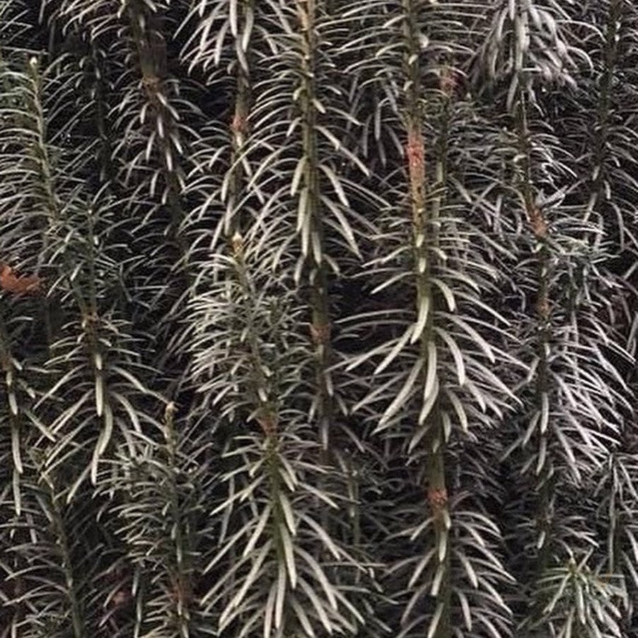Cephalotaxus harringtonia Fastigiata 2