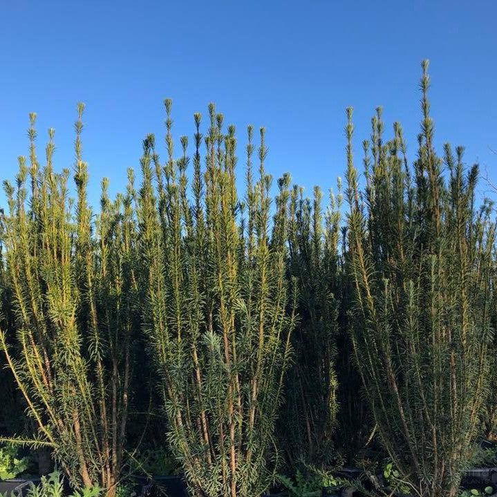 Cephalotaxus harringtonia Fastigiata 3