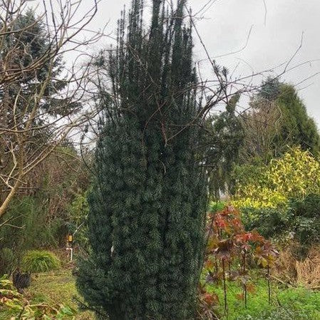 Cephalotaxus harringtonia Fastigiata 4