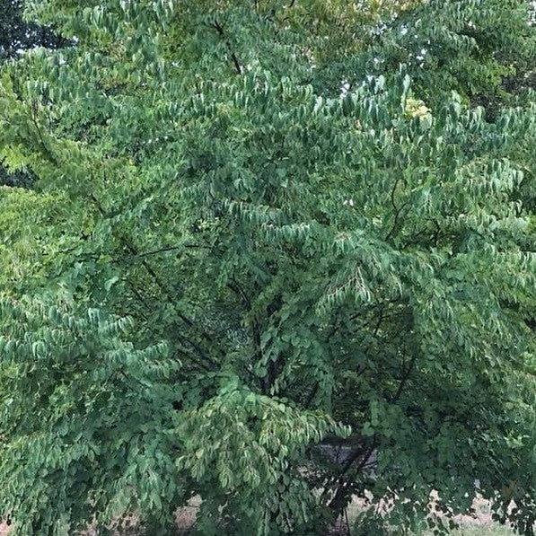 Cercidiphyllum japonicum (Katsura) 2