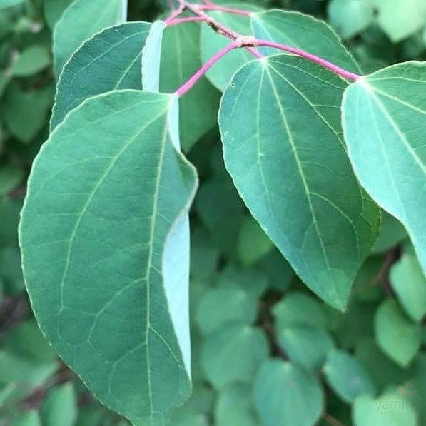 Cercidiphyllum japonicum Pendulum 2