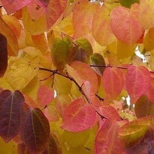 Cercidiphyllum japonicum Pendulum-Yamina Rare Plants