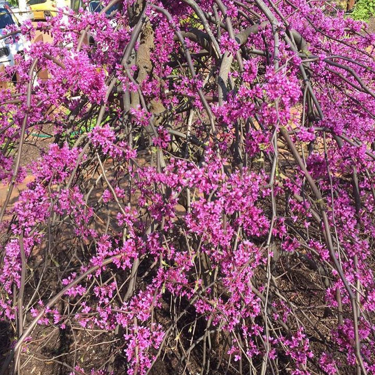 Cercis canadensis Covey 1