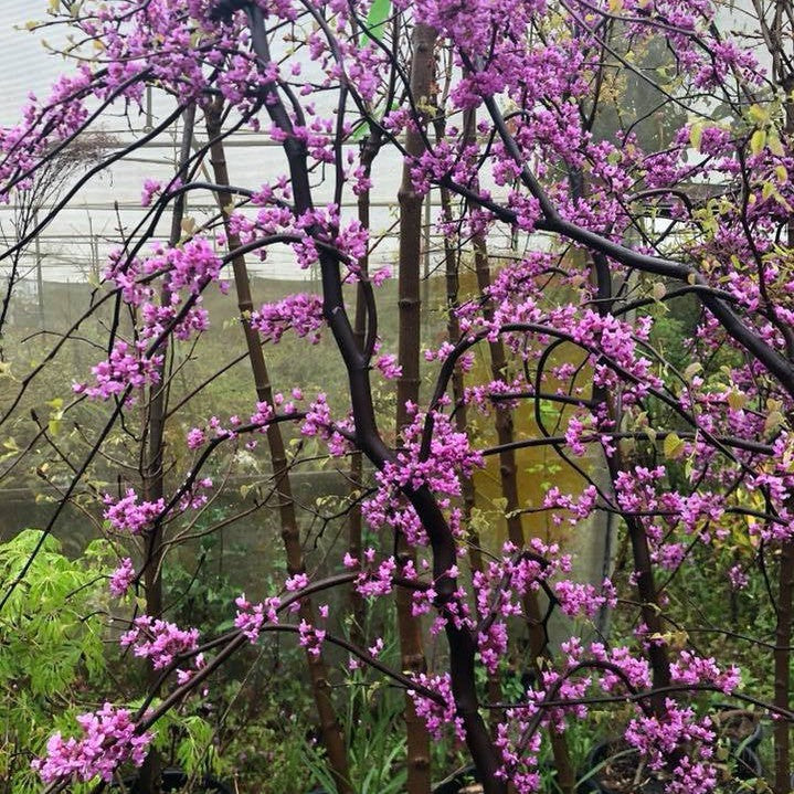 Cercis canadensis Covey 3