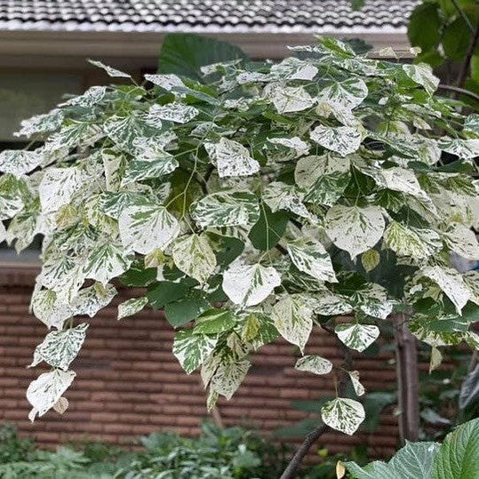 Cercis canadensis Floating Clouds 1