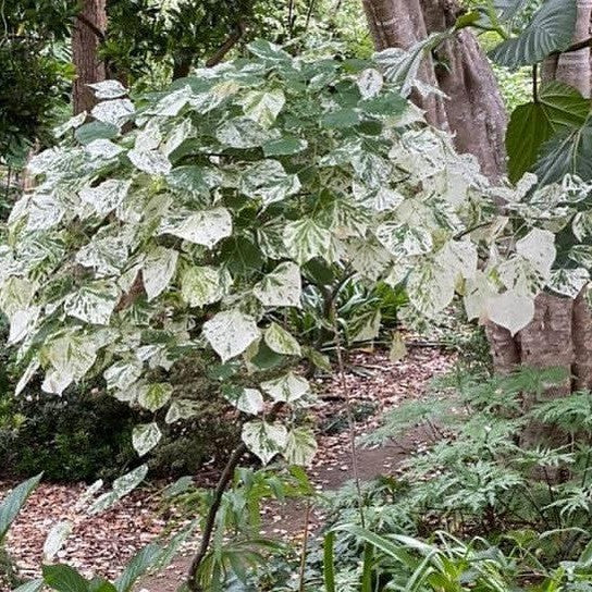 Cercis canadensis Floating Clouds 2