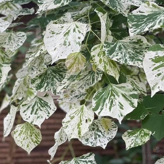 Cercis canadensis Floating Clouds 3