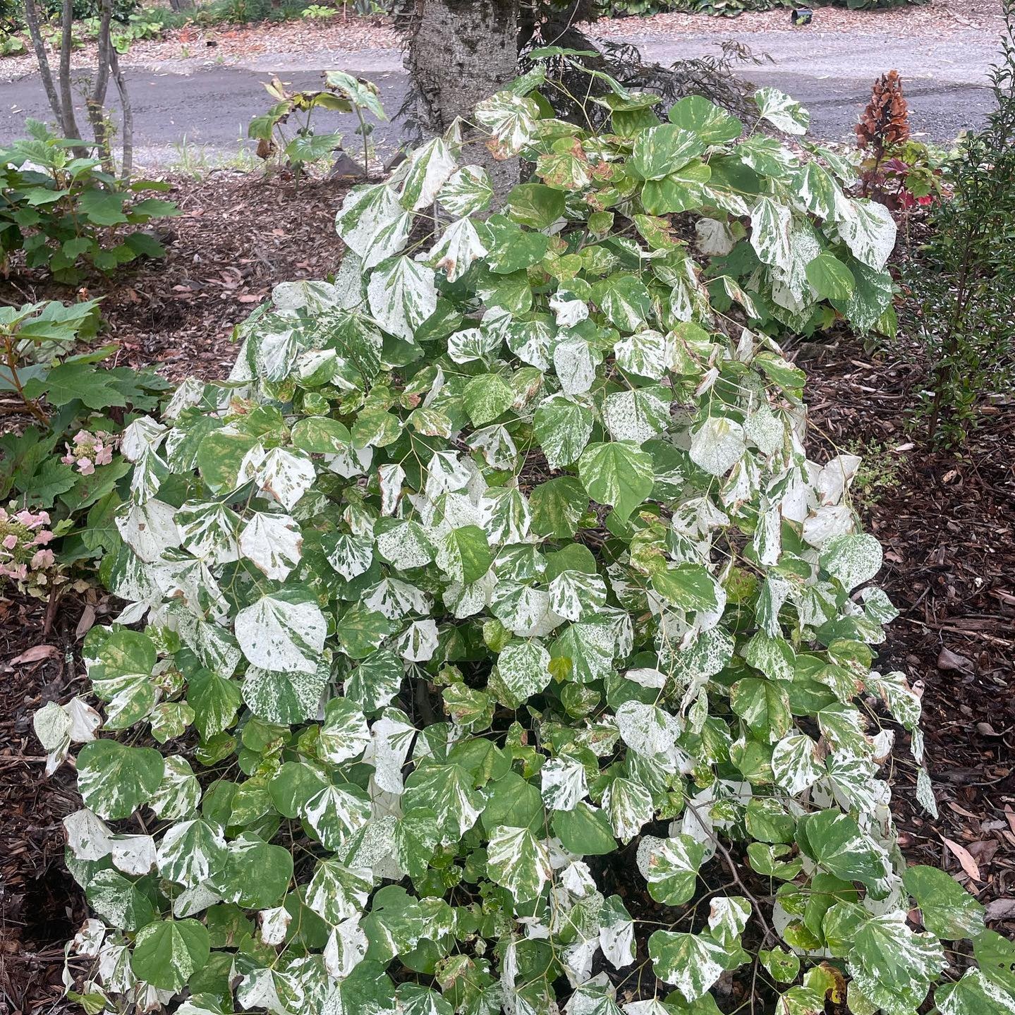 Cercis canadensis Floating Clouds 4