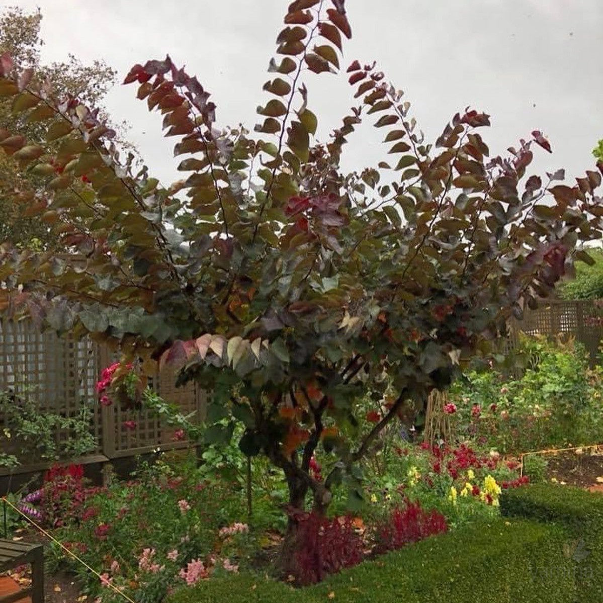 Cercis canadensis Forest Pansy 1