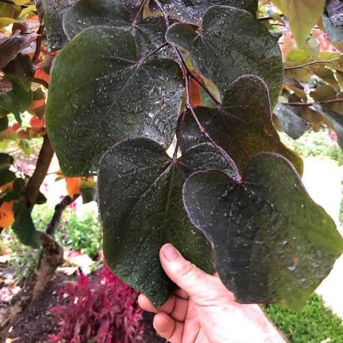 Cercis canadensis Forest Pansy 2