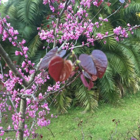Cercis canadensis Forest Pansy 3