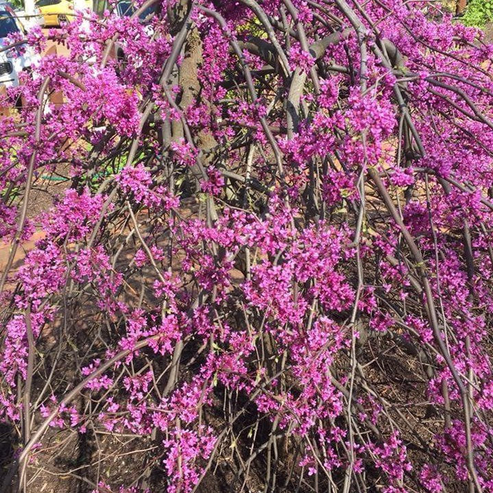 Cercis canadensis Lavender Twist (syn Covey) 1