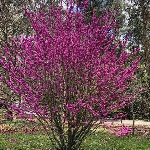 Cercis chinensis Avondale 1