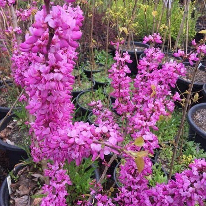 Cercis chinensis Avondale 2