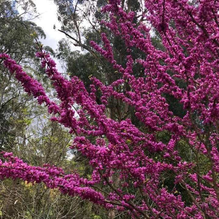 Cercis chinensis Avondale 5
