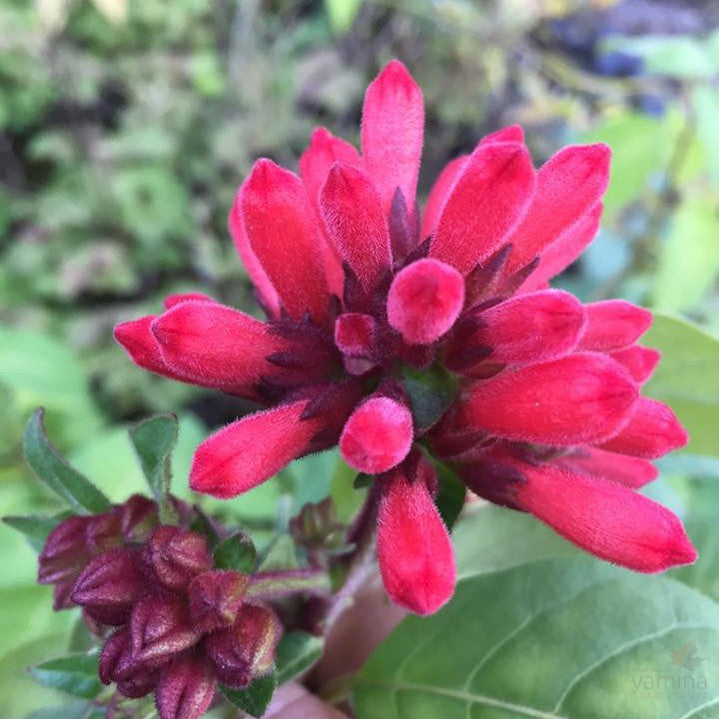 Cestrum x Santas Red Candles 1